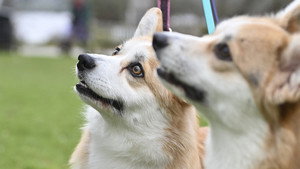 Crufts 15. évad Ep.9 9. epizód