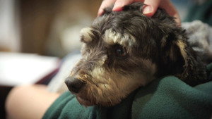 The Dog House NZ 1. évad Ep.3 3. epizód