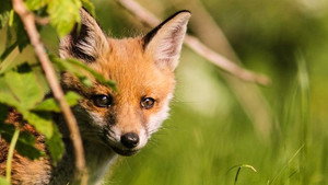 Springwatch 16. évad Ep.7 7. epizód