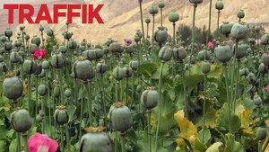 Traffik kép