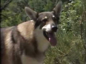 The Littlest Hobo 4. évad Ep.3 3. epizód