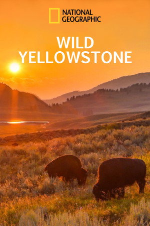 Vad Yellowstone poszter