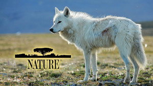Nature kép