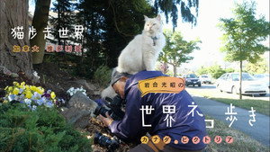 岩合光昭の世界ネコ歩き 1. évad Ep.76 76. epizód