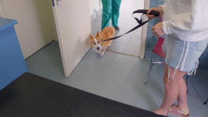 Bondi Vet: Coast to Coast 1. évad Ep.9 9. epizód