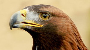 Springwatch 14. évad Ep.5 5. epizód