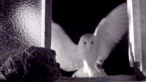 Springwatch 10. évad Ep.9 9. epizód
