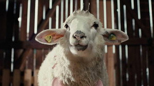 Sheep kép