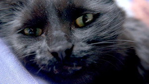 My Pet and Me Vet Tales 2. évad Ep.14 14. epizód