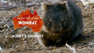 Secret Life of the Wombat 1. évad Ep.2 2. epizód