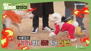 달려라 댕댕이 1. évad Ep.1 1. epizód