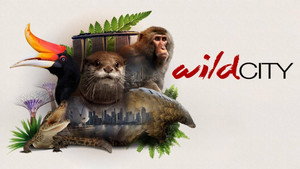 Wild City kép
