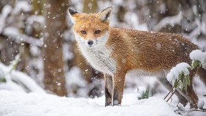 Winterwatch 14. évad Ep.1 1. epizód