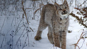 Big Cats: An Amazing Animal Family kép
