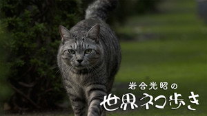 岩合光昭の世界ネコ歩き 1. évad Ep.145 145. epizód