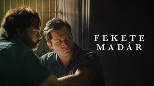 Fekete madár kép
