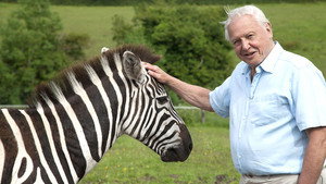 A természet furcsaságai David Attenborough-val 1. évad Ep.5 Védőminták