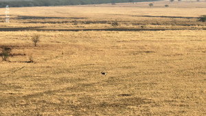 Destination Wild: India kép