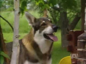 The Littlest Hobo 2. évad Ep.3 3. epizód