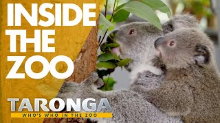 Taronga: Who's Who in the Zoo előzetes