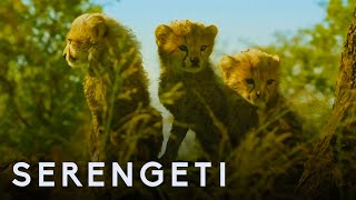 Élet a Serengeti Nemzeti Parkban előzetes