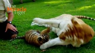 The Miracle Tiger előzetes