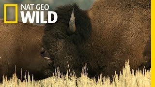 Vad Yellowstone előzetes