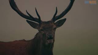 New Forest: A Year in the Wild Wood előzetes