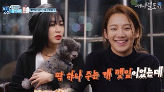 펫 비타민 előzetes