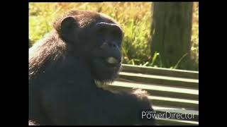 Monkey Business előzetes