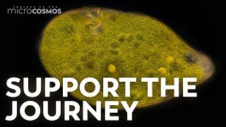 Journey to the Microcosmos előzetes