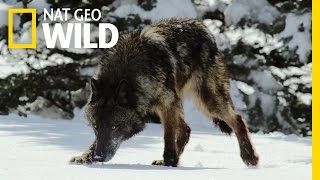 Vad Yellowstone előzetes