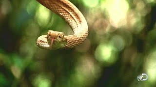 Treasure Quest: Snake Island előzetes