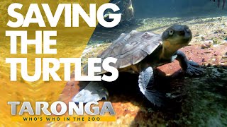 Taronga: Who's Who in the Zoo előzetes