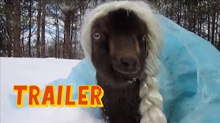 World's Funniest Animals előzetes