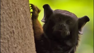 Lost Land of the Jaguar előzetes