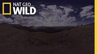 Vad Yellowstone előzetes