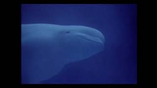 Oceans Alive: Kingdom of the Coral Reef előzetes
