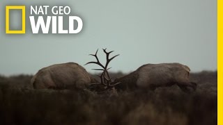 Vad Yellowstone előzetes