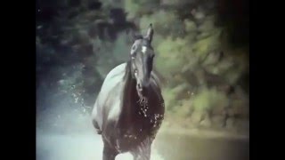 The Adventures of Black Beauty előzetes