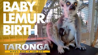 Taronga: Who's Who in the Zoo előzetes