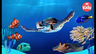 Reef School előzetes