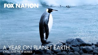 A Year on Planet Earth előzetes