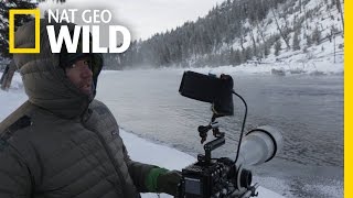 Vad Yellowstone előzetes