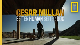 Cesar Millan: Jó gazdi, jó kutya előzetes