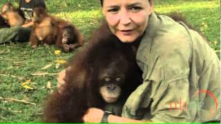 Orangutan Island előzetes