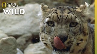 China's Wild Side előzetes