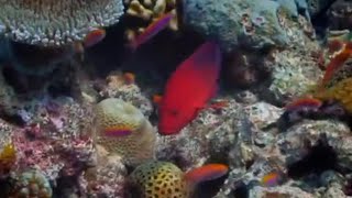 Pacific Abyss előzetes