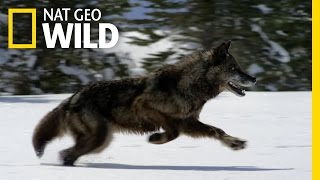 Vad Yellowstone előzetes