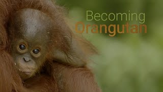 Így lesz az orángután előzetes